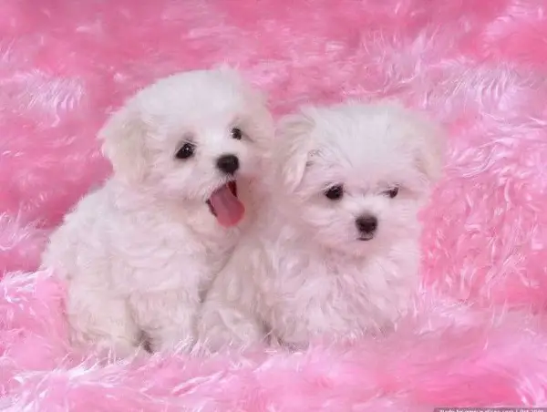 Zwei Malteser Welpen