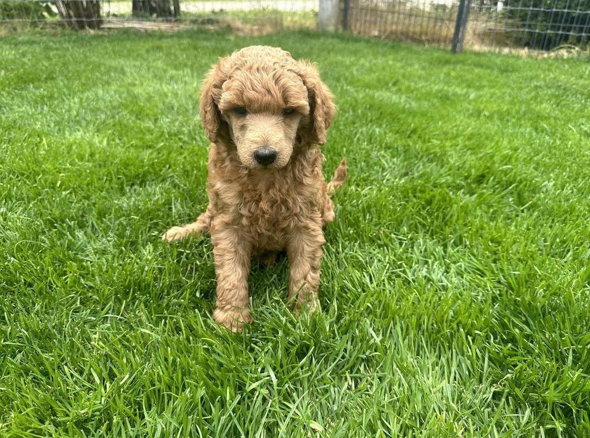 Grosspudel Welpen in fawn mit SKG/FCI Stammbaum