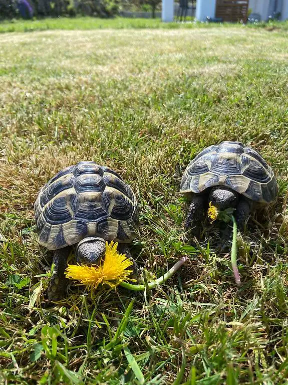 Griechische Landschildkröten zu verschenken