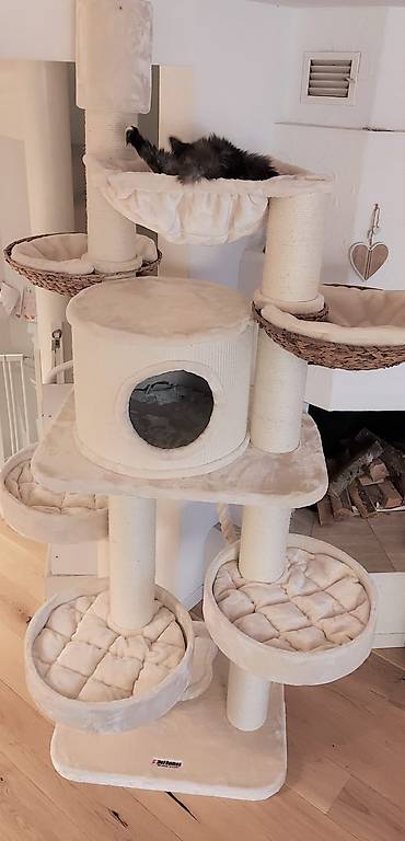 katzenbaum xxl maine coon bkh siam birma top qualität massiv