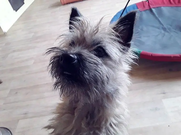 Cairn Terrier Junghündin