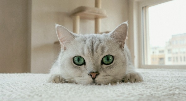 BKH Kater, Stammbaum