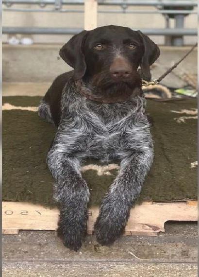 Deutsch Drahthaar Rüde - HZP VGP Hegewald