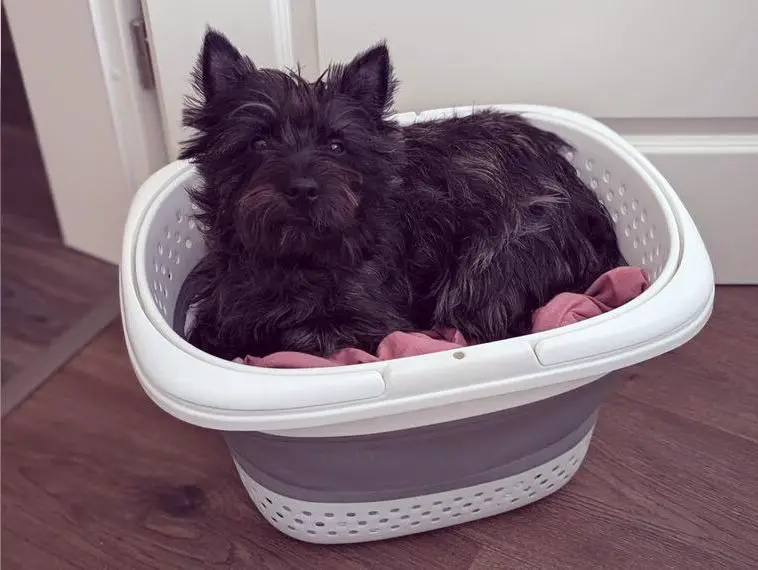 Liebe Cairn Terrier Hündin sucht...
