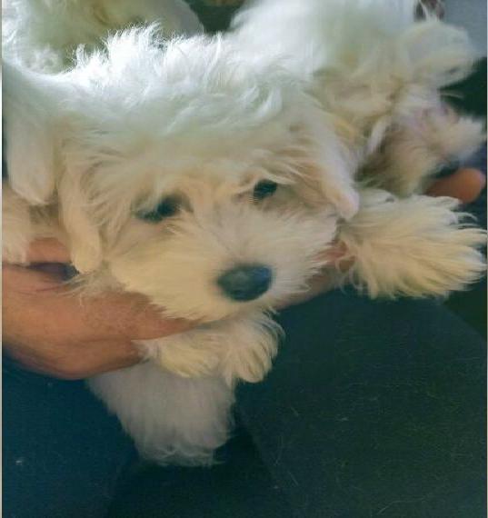 Coton de Tulear Babys