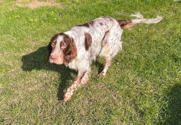 Junger Setter Rüde sucht neues Zuhause
