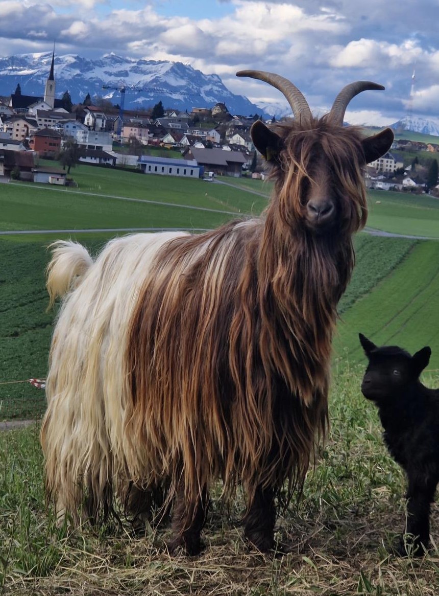 Walliser Kupferhalsziege, reinrassig