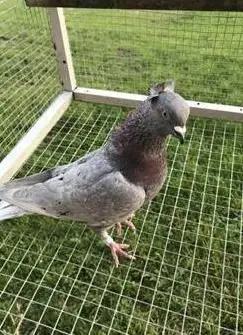 Tauben Serbische Hochflieger zu verkaufen