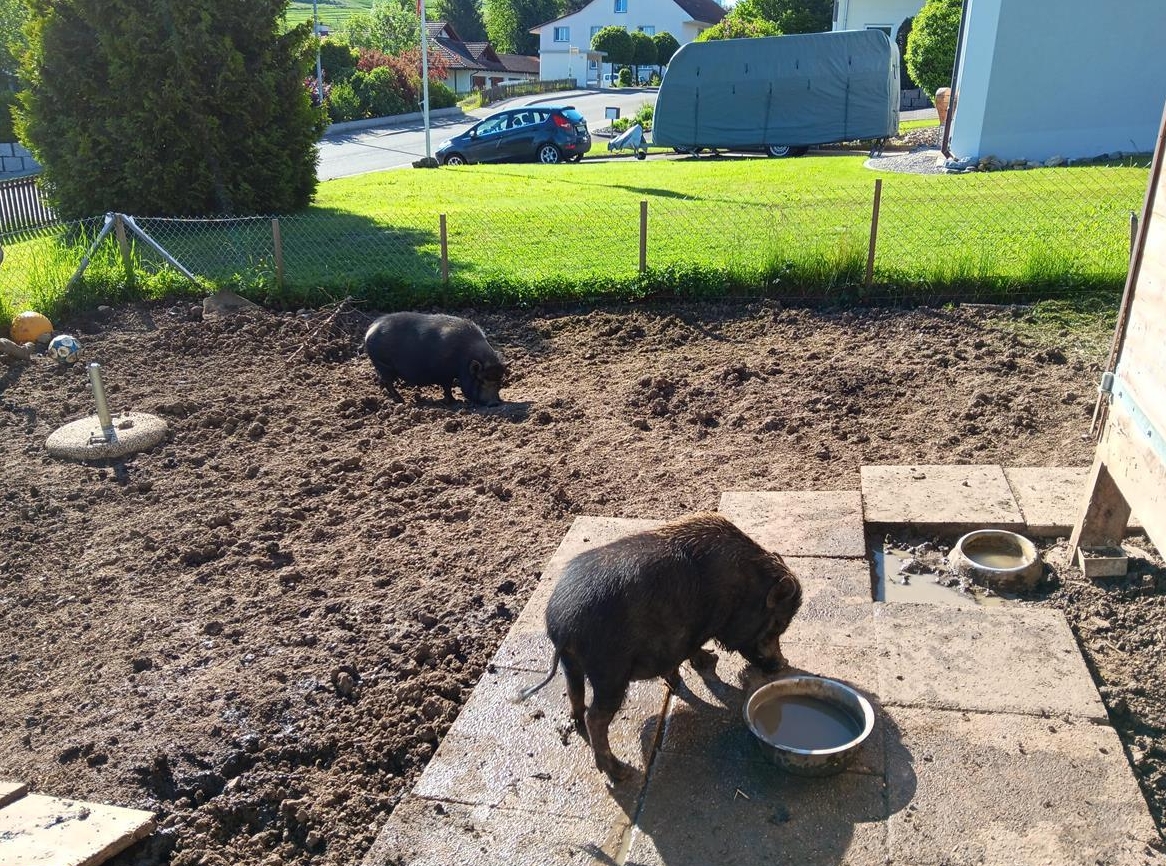 2 Mini Schweine suchen ein neues Zuhause