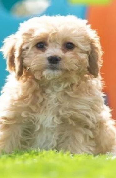 Cockapoo / Cockerpoo noch ein Rüde abgabebereit