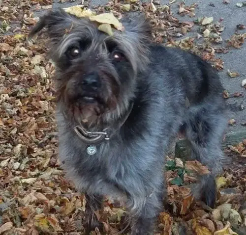 Hundetraining Karin Paanakker