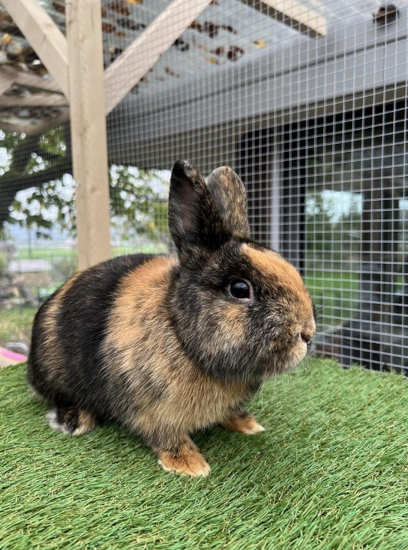 Farbenzwerg Zwergkaninchen Rammler in Japaner