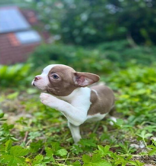 Boston Terrier Welpen mit Näschen in Farbe