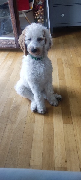 Grosser Grosspudel-Welpe sucht liebevolles Zuhause