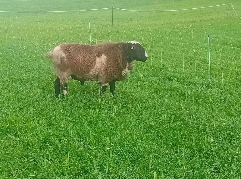 Schöner Schecken-Schafbock zu verkaufen