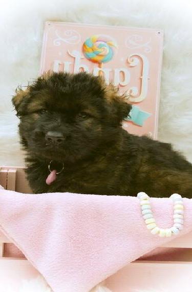 Altdeutsche Schäferhunde Welpen