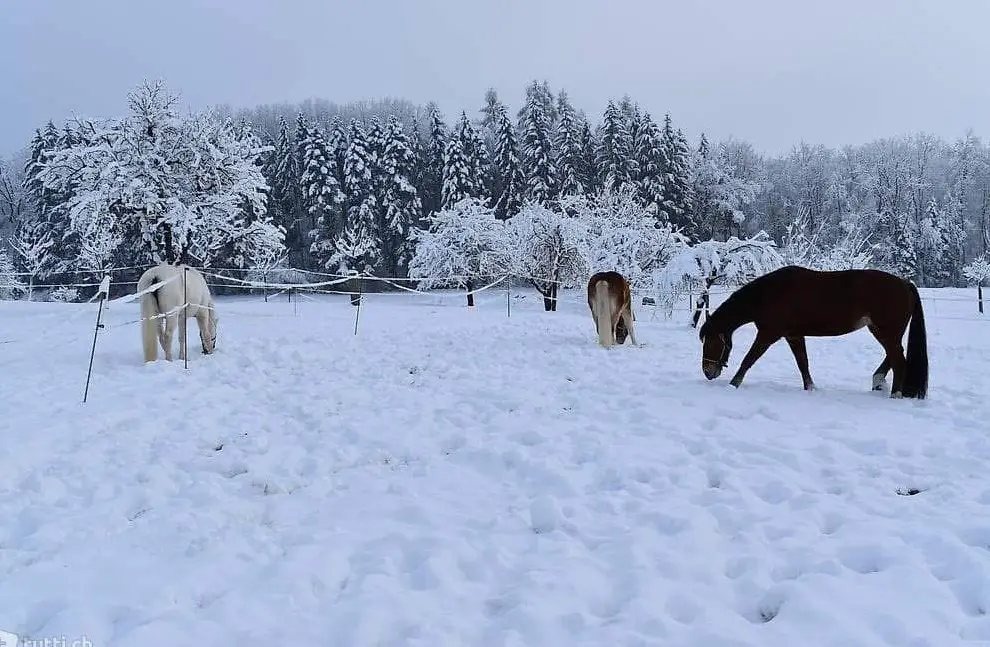 Helle & grosszügige Einzel-Auslaufbox für dein Pferd | Sempach LU