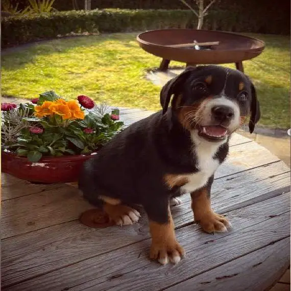 Appenzeller Sennenhund tricolor