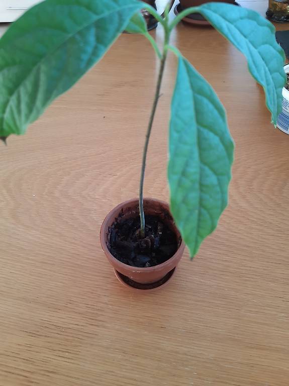 Kleine Avocadopflanze