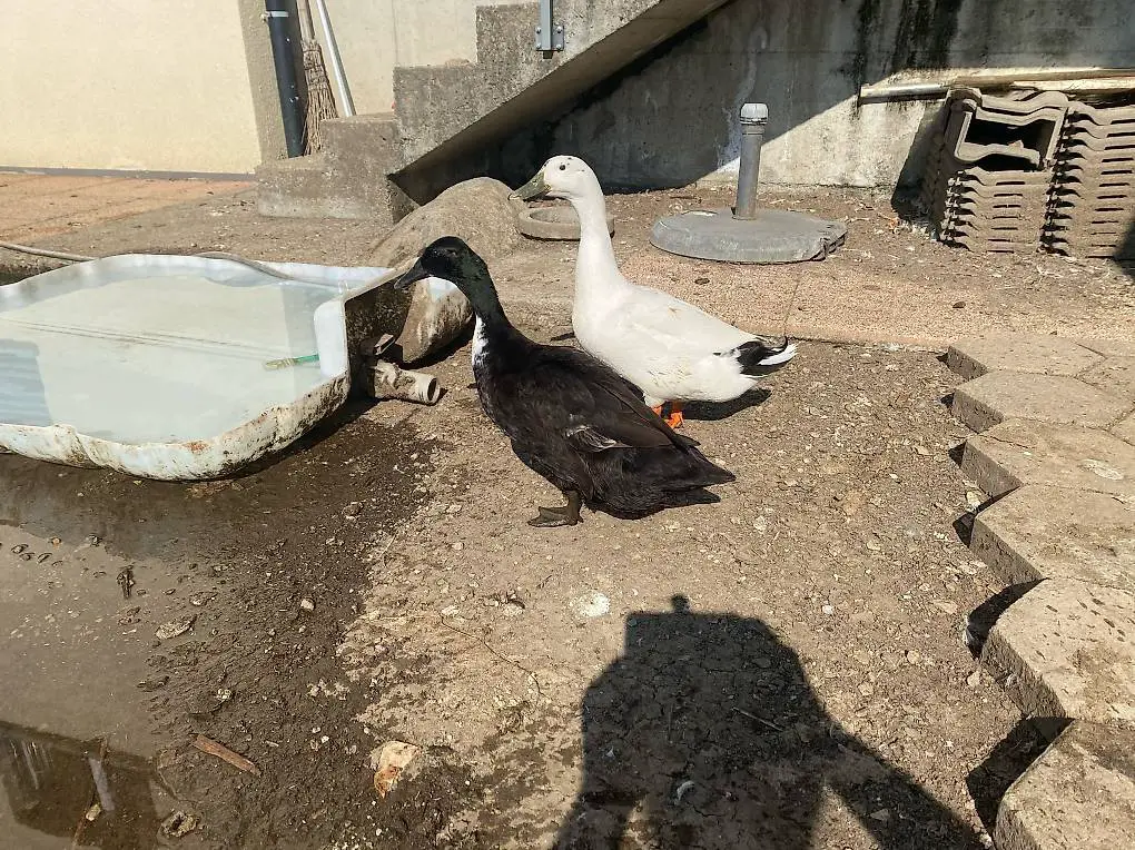 Vendo coppia di anatre corritrici