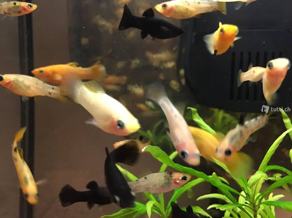 Mollys / Zierfische