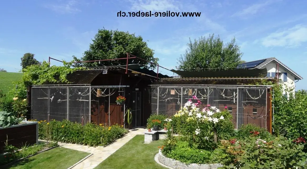 Schöne Wellensittiche aus artgerechter Haltung