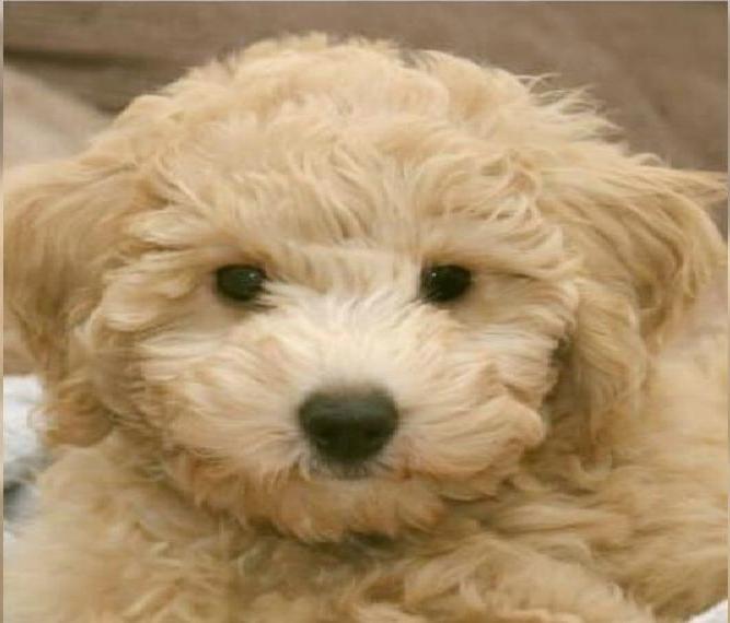 Poochon-Welpen / Bichpoo suchen ein schönes Zuhause