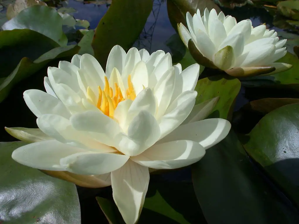 Seerose Teichpflanze Nymphaea "Denver"