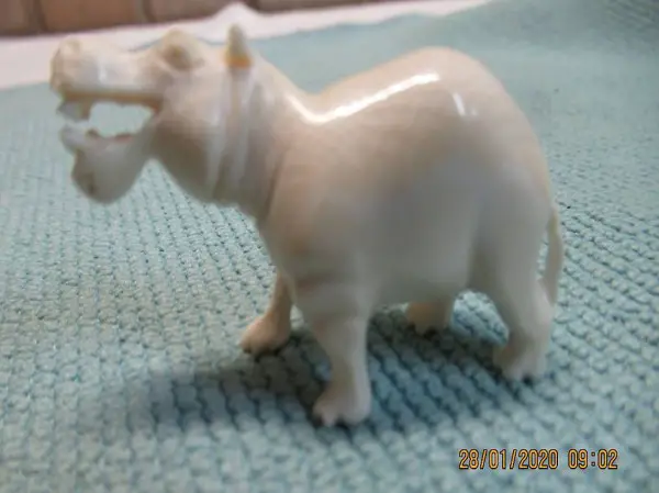  Flusspferd, Nilpferd, Rhinozeros, Albino