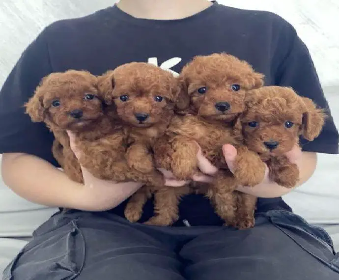 Toy-Pudel Welpen, Pudel Welpen