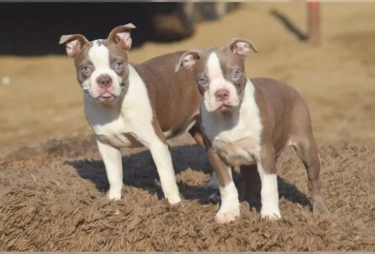 Boston terrier - colored -lilac + blue+dark choco mit pedigree