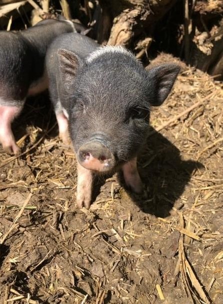 Minipigs abzugeben in liebevolles Zuhause ab Sommer