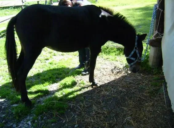 Kali, eine Maultier Stute, ca. 18-jährig