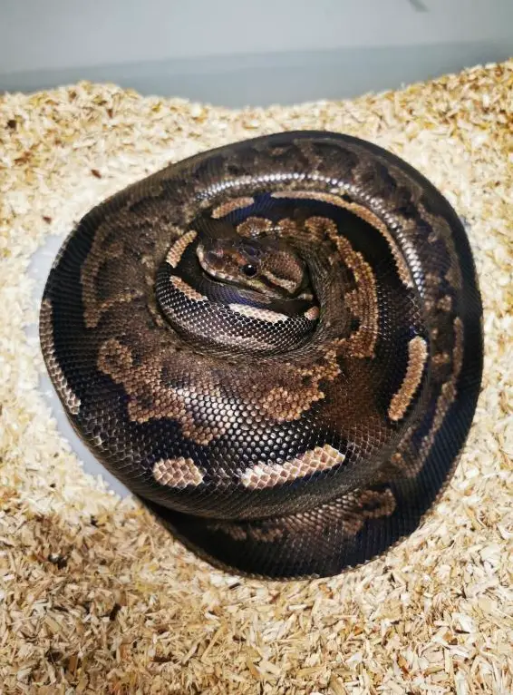 Python Regius abzugeben von Jungtieren bis Adult