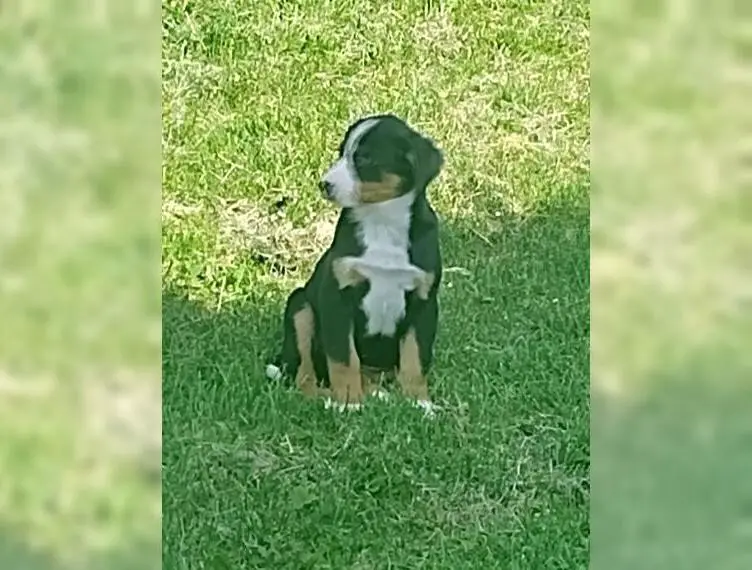 Reinrassige Appenzeller Sennenhunde Welpen ab sofort abzugeben, nur noch 1 Rüde und 1 Mädchen