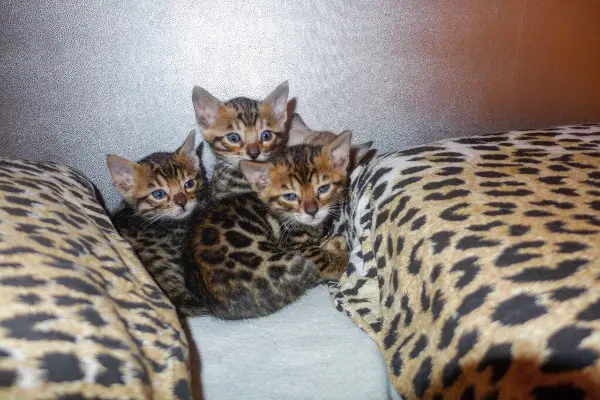 Aussergewöhnliche Bengalkätzchen aus liebevoller Aufzucht
