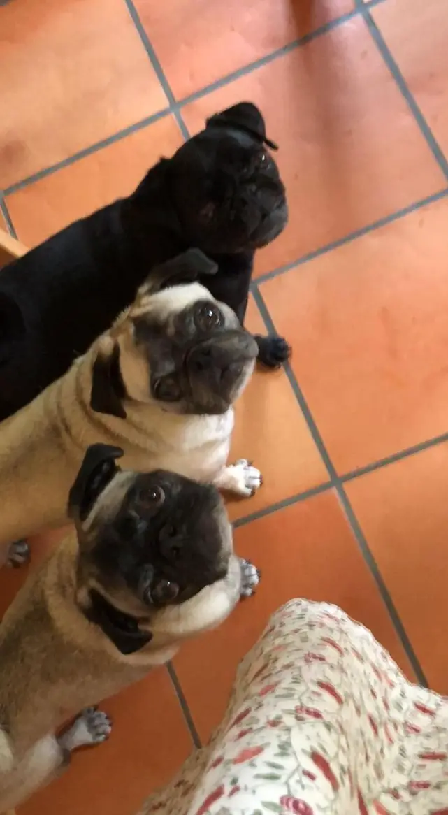 Mops Hunde und Retromöpse suchen ein Zuhause