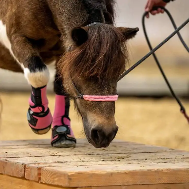 Neuwertiges Knotenhalfter mit Bodenarbeitseil