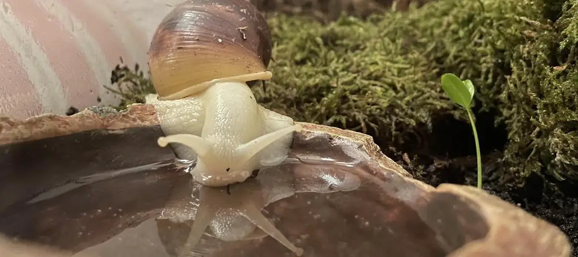 3 Achatina fulica, White Jade aus Eigenzucht ohne Parasiten