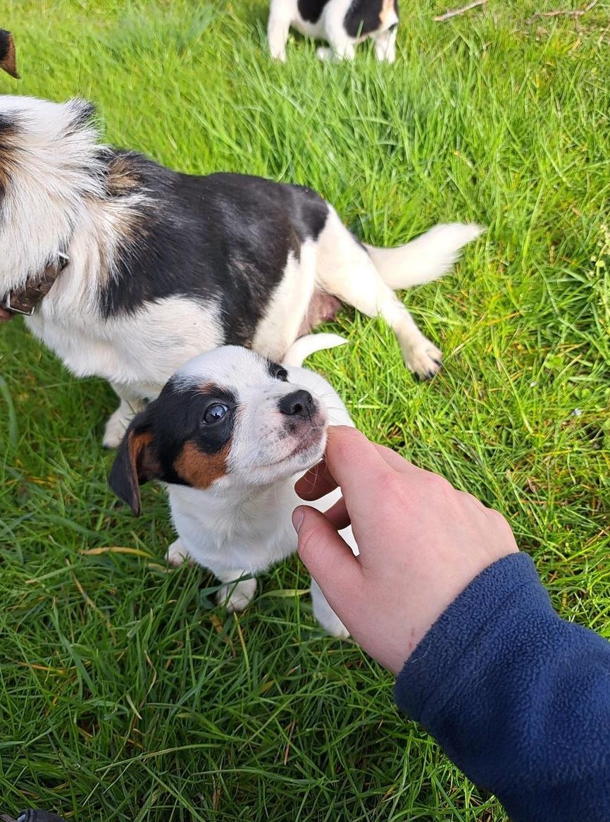 Jack Russell Terrier Welpen suchen ein Zuhause