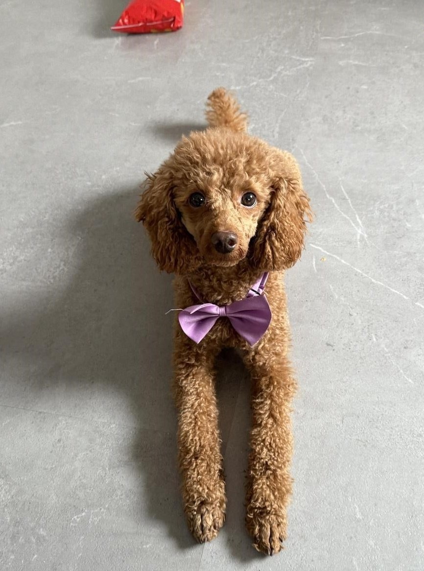 Deckrüde Zwergpudel in der Farbe fawn