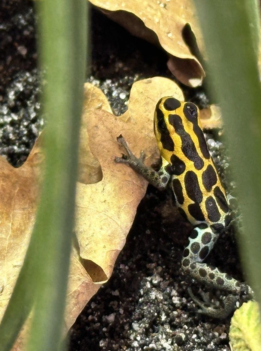 Ranitomeya amazonica Frösche, CH Nachzucht