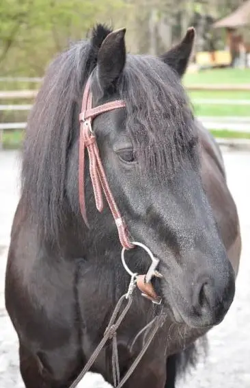 Reitbeteiligung für Fribi Wallach, ZH-Oberland