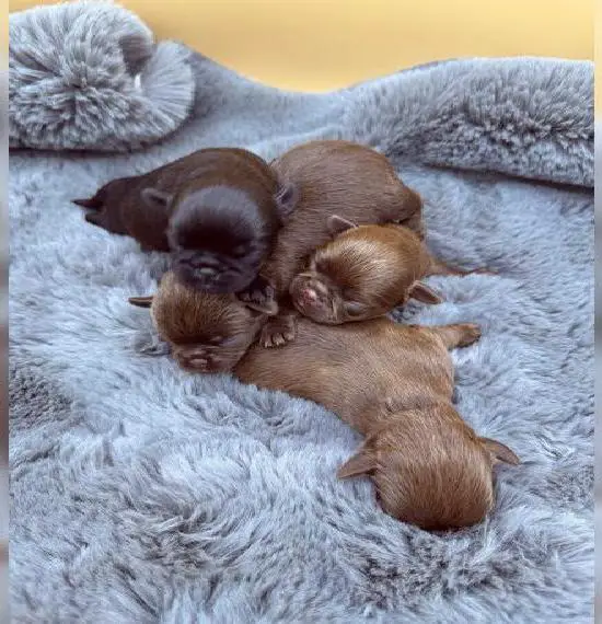 Zwerggriffon Welpen in chocolate und schwarz mit Ahnentafel