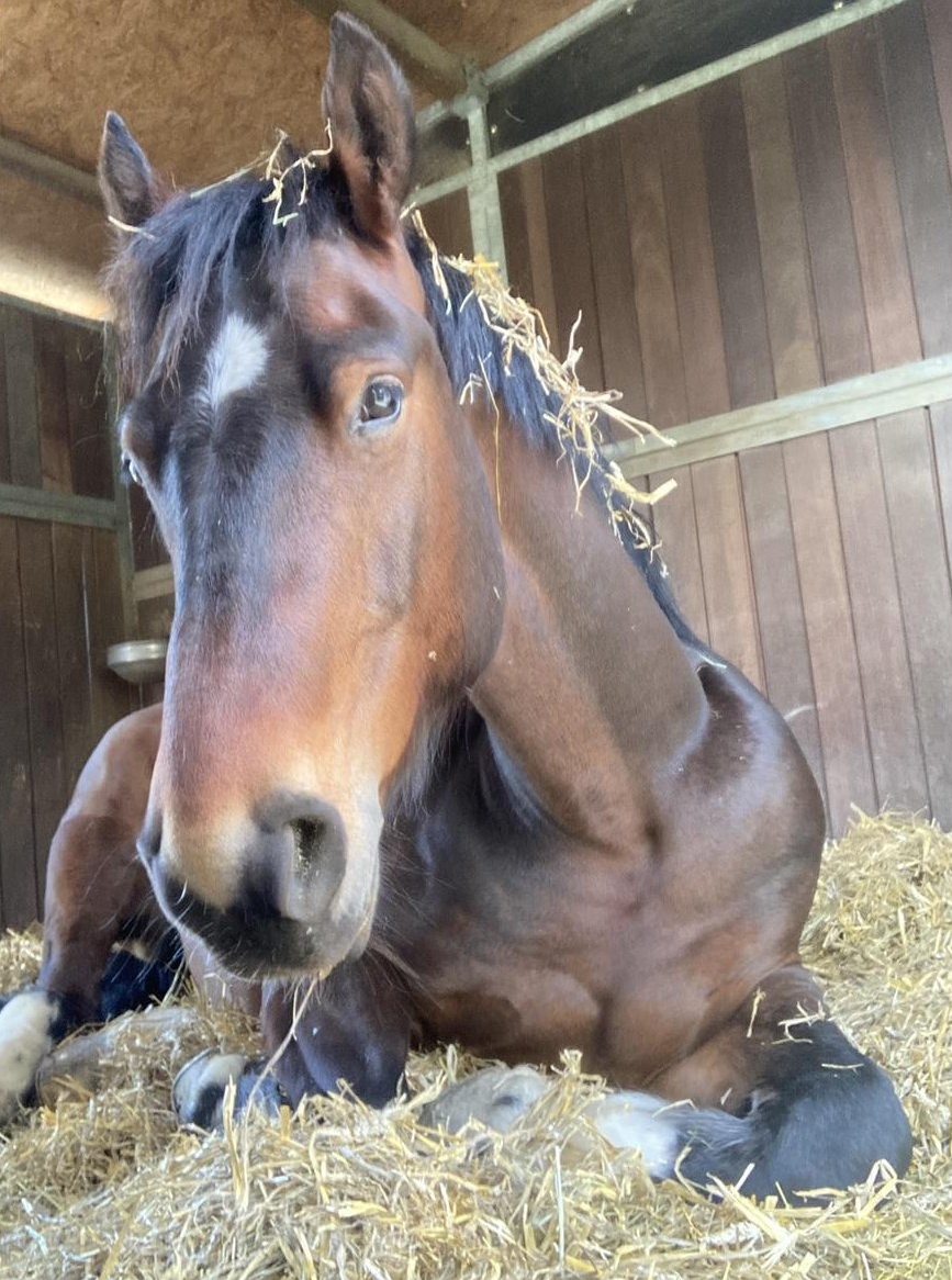 Reit-/Spazierbeteiligung auf Freiberger in Maienfeld GR