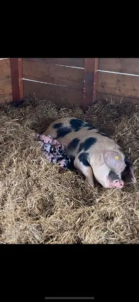 Bentheimer Sau, Bunte Bentheimer, Schwein, Ferkel