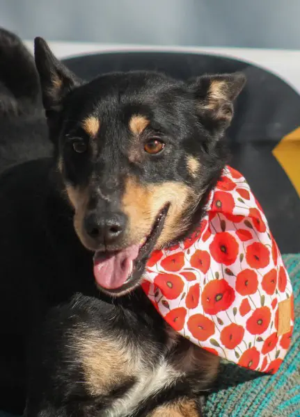 Kola, Mischlingshündin, ca. 5 Jahre alt, z.zt. in Ungarn