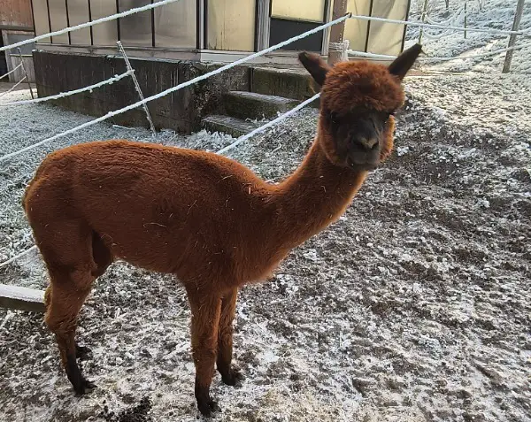 Wir verkaufen 2 Huacaya-Alpakastuten