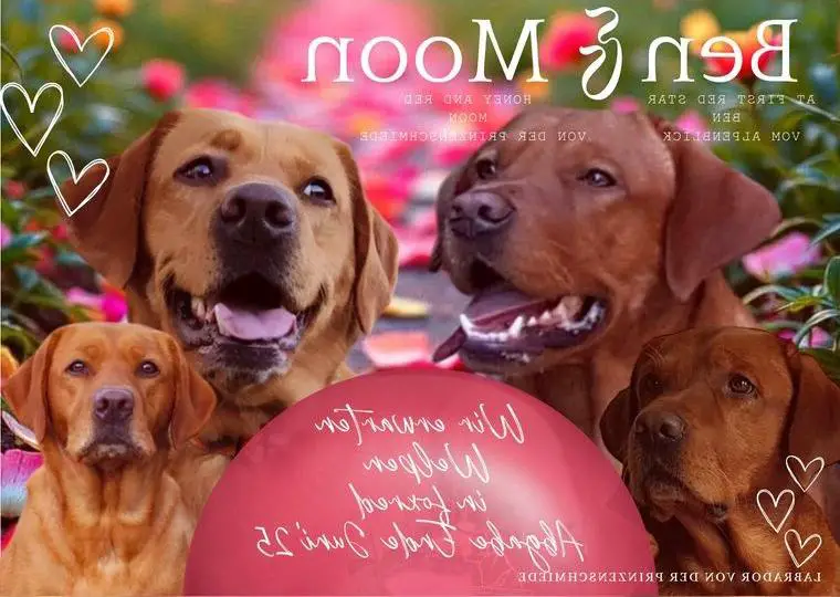 WURFERWARTUNG in foxred Labrador Welpen mit Ahnentafel