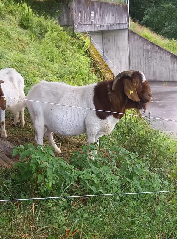 Burenziegen und Ziegenbock zu verkaufen